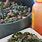 Soul Food Collard Greens Recipe