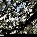 Spanish Moss Oak Tree Silhouette