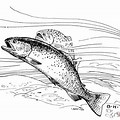 Speckled Trout Coloring Page