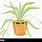 Spider-Plant Cartoon