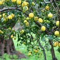 Spider Mites Eureka Lemon Tree