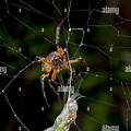 Spider Orb Weaver Hanging From Thread