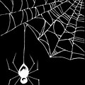 Spider Web Drawing Black Background