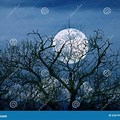 Spooky Tree Branches in Moonlight