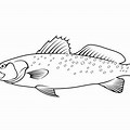 Spotted Trout Coloring Page