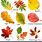 Types of Fall Leaves