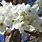 Types of White Flowering Trees