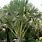 Talipot Palm Tree