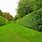 Tall Hedge Plants