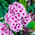 Tall Pink Phlox Flowers Perennial