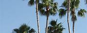 Tallest Palm Tree in Florida