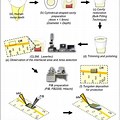 Tem Sample Preparation Diagram