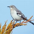 Texas State Bird in White Background