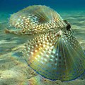 The Most Beautiful Sea Creatures