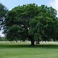 The North Dakota State Tree