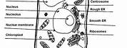 The Plant Cell Worksheet Answer Key