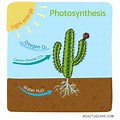 The Process of Photosynthesis in Desert Plants