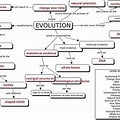 Theory of Evolution Concept Map