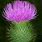 Thistle of Scotland