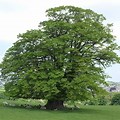 Tilia Tree Species