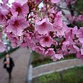 Tokyo Japan Cherry Blossom Tree