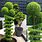 Topiary Trees Outdoor