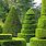 Topiary Trees for Landscaping