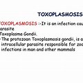 Toxoplasma Gondii Is an Intracellular Coccidian Zoonotic Parasite