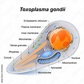 Toxoplasma Gondii Parasite Makeup