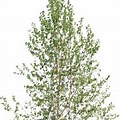 Transparent White Birch Tree