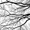 Tree Branch Black and White