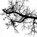 Tree Branch Silhouette PNG