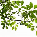 Tree Branch w/Leaves PNG