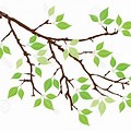 Tree Branch with Leaves Clip Art