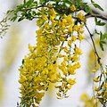 Tree Golden Chain Red Flowers