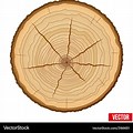 Tree Trunk Cross Section