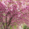 Tree in Spring with Smaall Pink Flowers