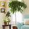 Trees for Indoors