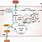 Triglyceride Synthesis