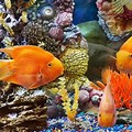 Tropical Fish Desktop Wallpaper HD