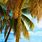 Tropical Palm Wallpaper