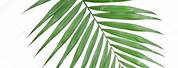 Tropical Palm Tree Leaves