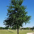 Ulmus Crassifolia Cedar Elm Texas Tree