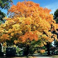 Valley Forge American Elm