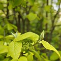 Variegated Leaf Viburnum