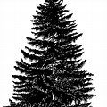 Vector Evergreen Tree PNG