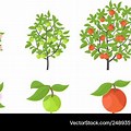 Vector Images Plants Bgroewth Apple Tree