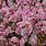 Viburnum Bodnantense