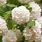 Viburnum Flowering Shrub