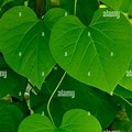 Vine with Heart Shaped Leaves